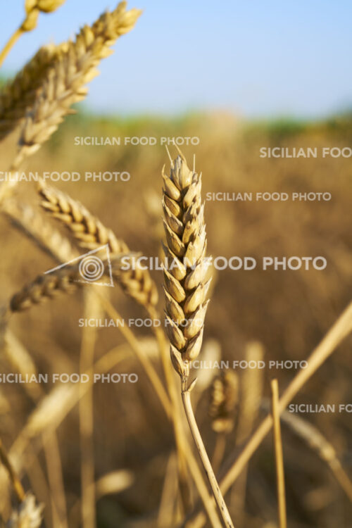 spighe di grano antico siciliano