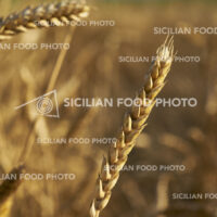 spighe grano antico siciliano